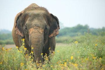 ಆಗಸ್ಟ್ 12 ವಿಶ್ವ ಆನೆ ದಿನಾಚರಣೆ